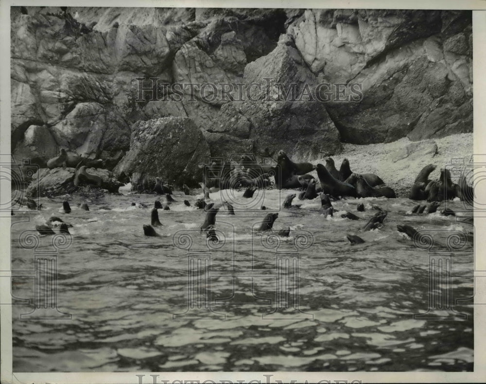 1933 Press Photo Herd of Sea Lions at Catalina Island Beach, California- Historic Images