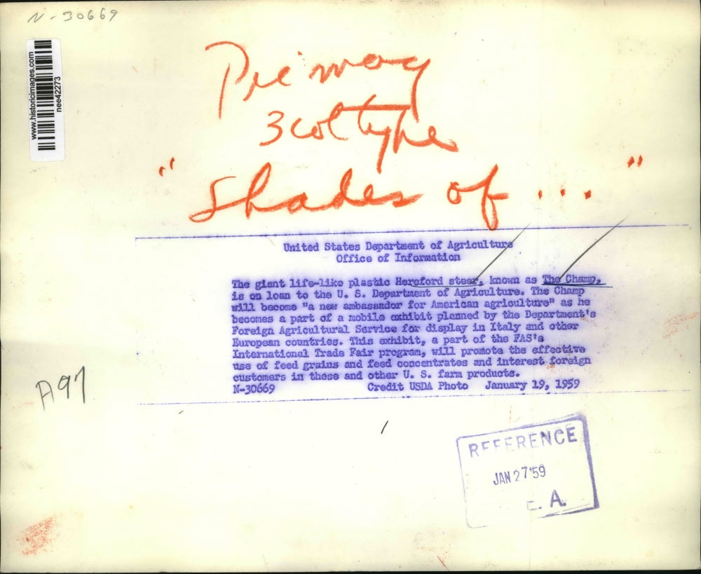 1959 Press Photo Giant Hereford Steer "the Champ," U.S. Department Agriculture