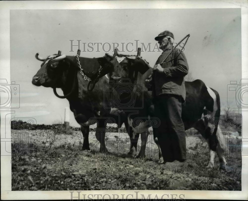 1940 Press Photo Pair of Oxen, Owner Fred H. Noble - nee42274