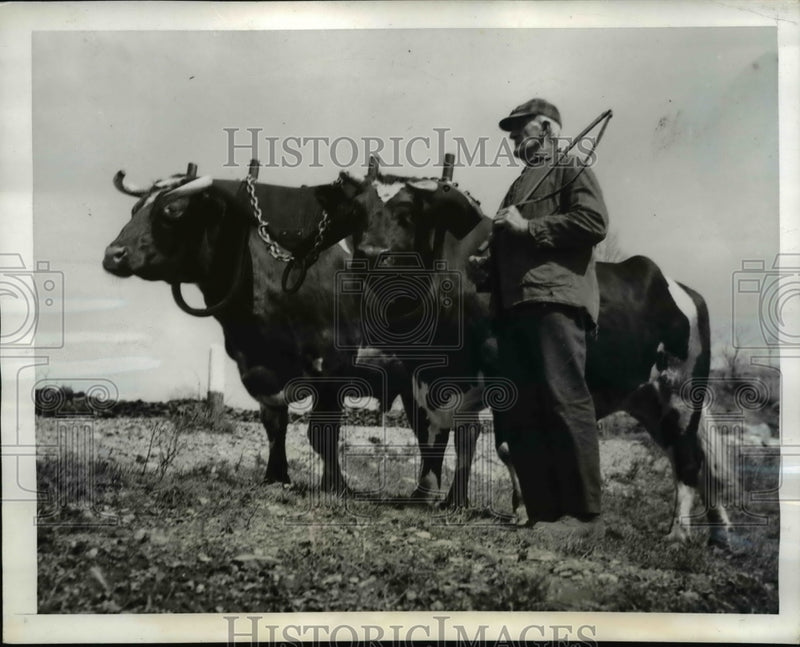 Load image into Gallery viewer, 1940 Press Photo Pair of Oxen, Owner Fred H. Noble - nee42274
