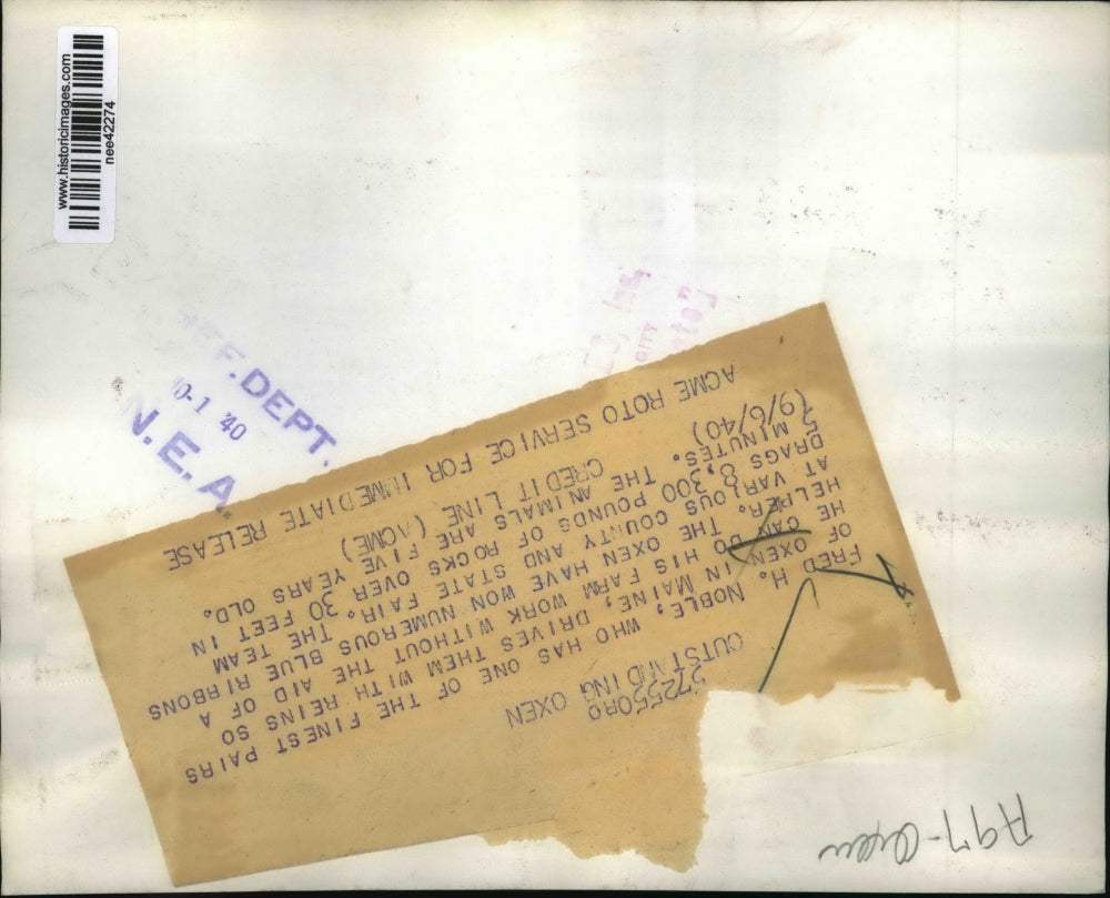 1940 Press Photo Pair of Oxen, Owner Fred H. Noble - nee42274