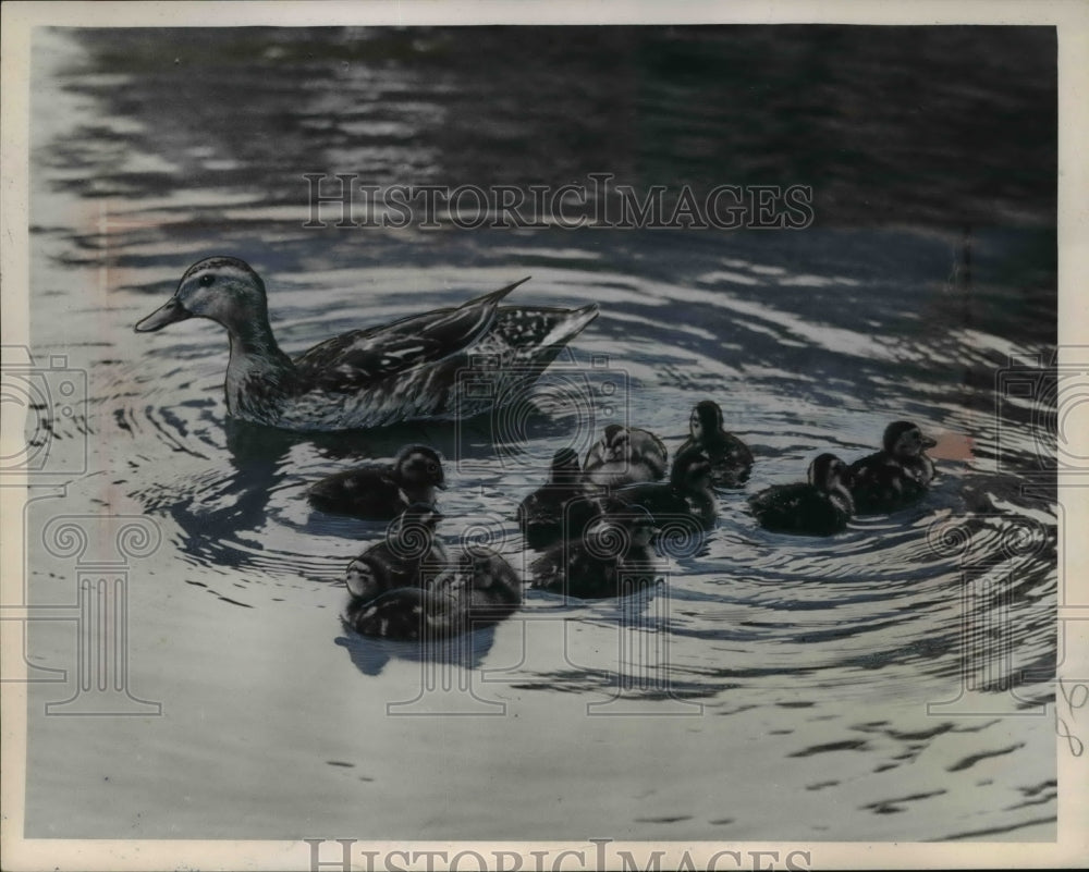 1953 Press Photo Mallard Duck Mother & Ducklings Swimming, Cleveland Wade Park