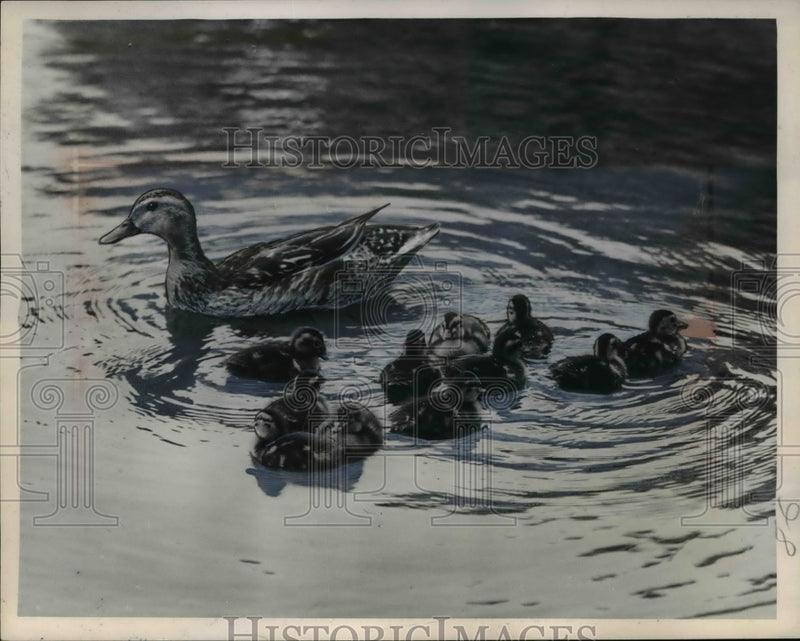 Load image into Gallery viewer, 1953 Press Photo Mallard Duck Mother &amp; Ducklings Swimming, Cleveland Wade Park
