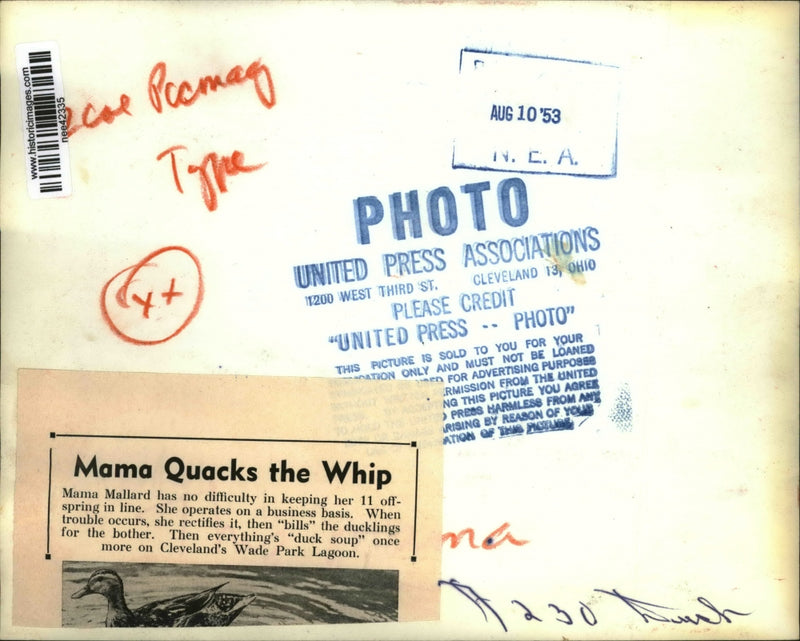Load image into Gallery viewer, 1953 Press Photo Mallard Duck Mother &amp; Ducklings Swimming, Cleveland Wade Park
