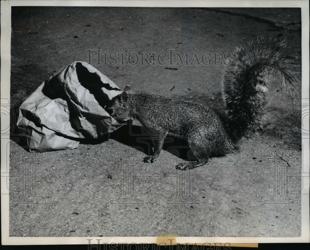 1960 Press Photo Clearwater Fla Nosy Squirrel doesn't notice cameraman.