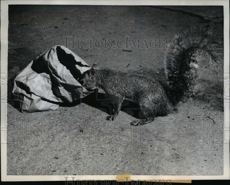 Load image into Gallery viewer, 1960 Press Photo Clearwater Fla Nosy Squirrel doesn't notice cameraman.
