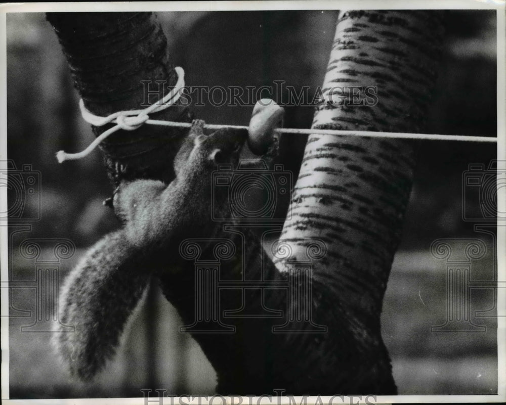 1961 Press Photo Rodent on Clothing line nudges bagel - nee42718- Historic Images