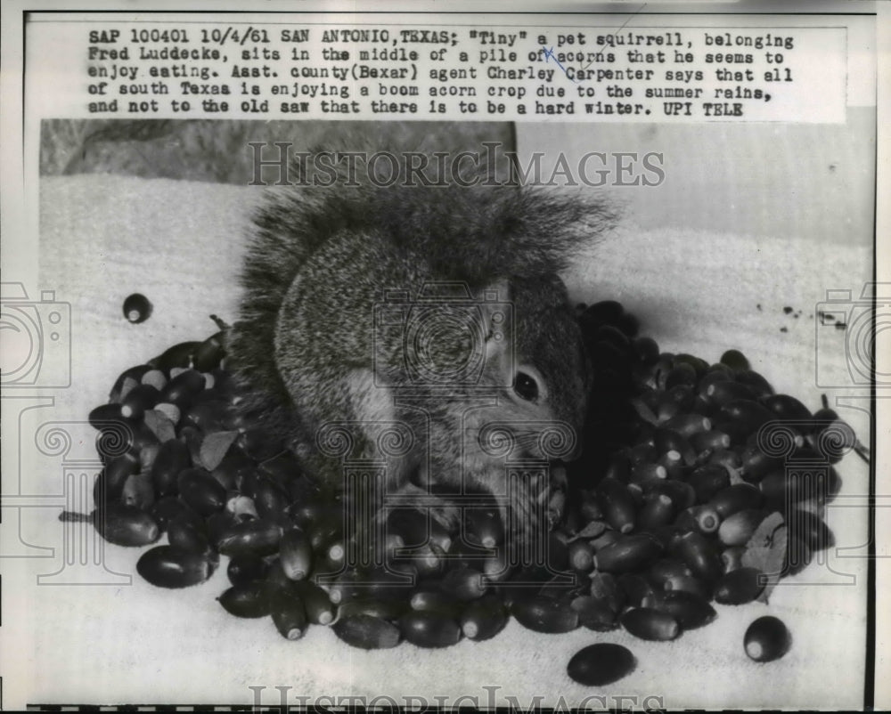 1961 Press Photo Tiny Pet Squirrel belongs to Fred Luddecke enjoys acorns San
