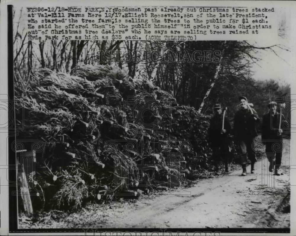 1947 Press Photo Woodsmen Cut Christmas Trees , Elliott Roosevelt