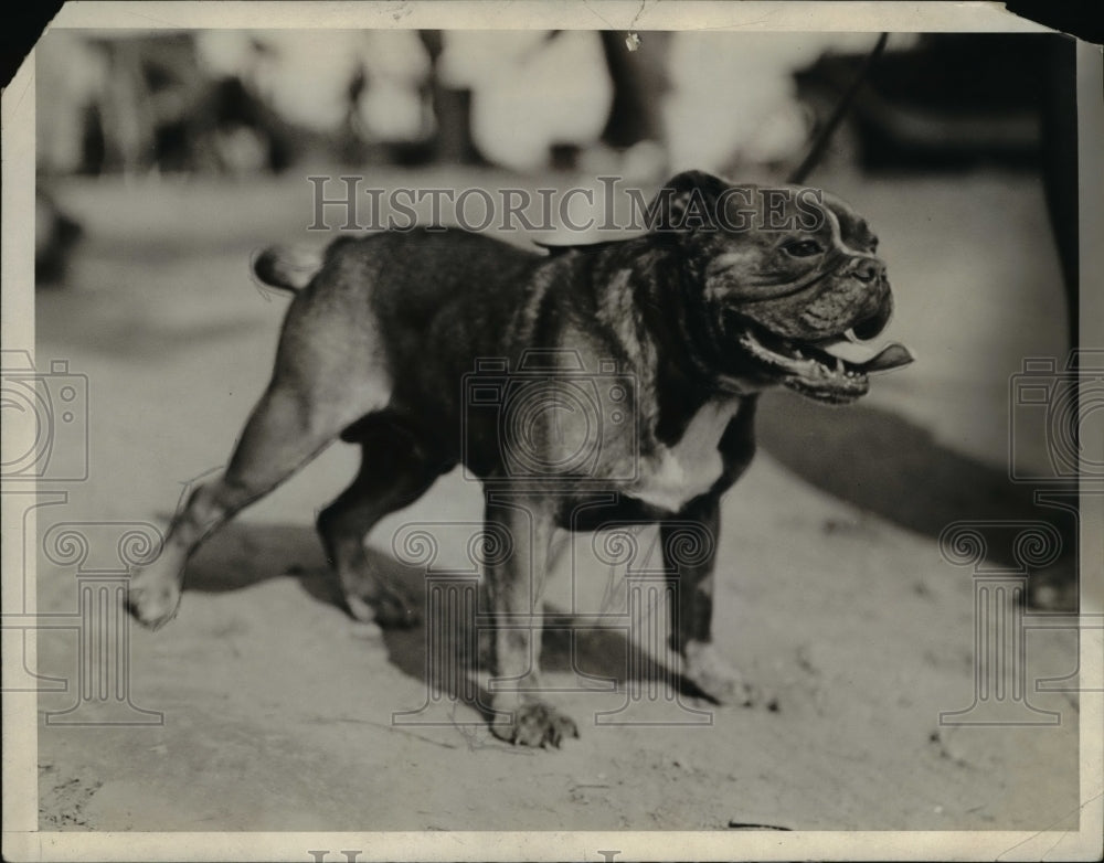 1926 Press Photo Paddy Champion Bull Dog ofUS