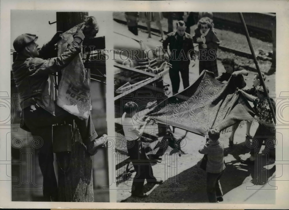 1947 Press Photo Chicago Frank R White attempts to bag stranded cat.