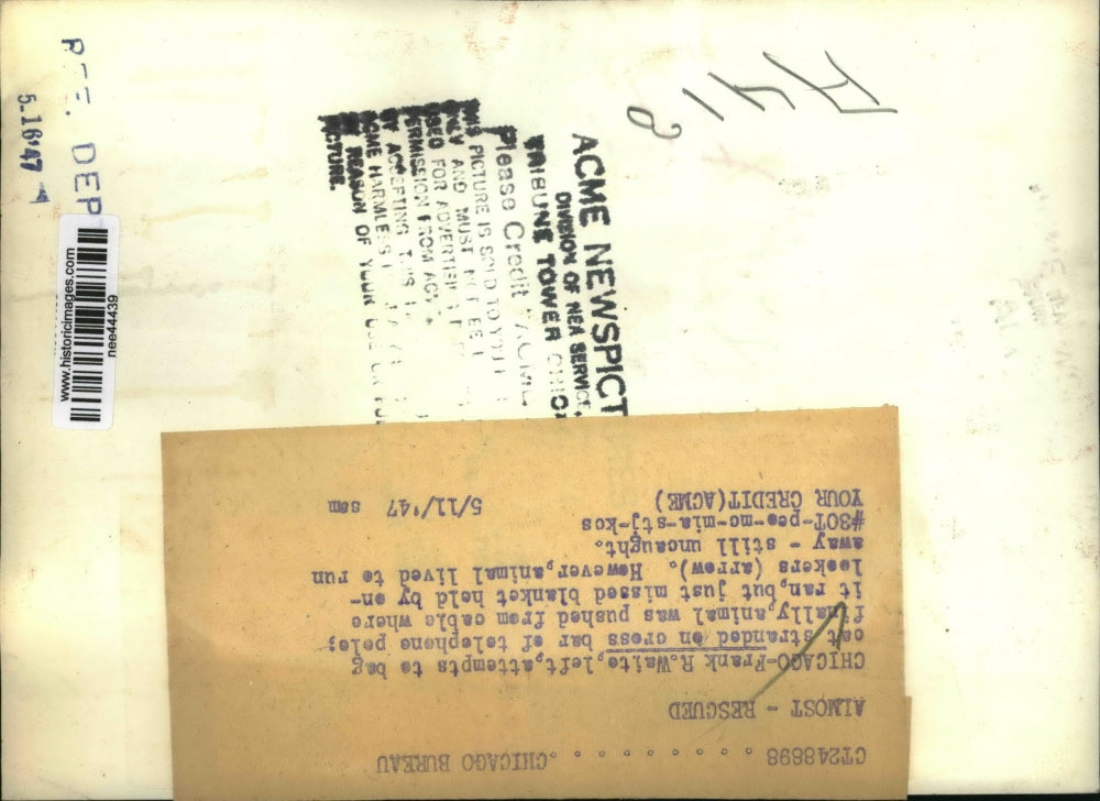 1947 Press Photo Chicago Frank R White attempts to bag stranded cat.