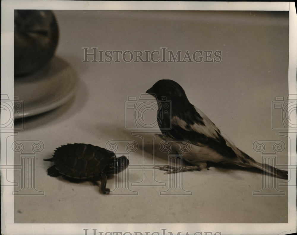 1940 Press Photo of a turtle named Ludwig and a canary named Francois.