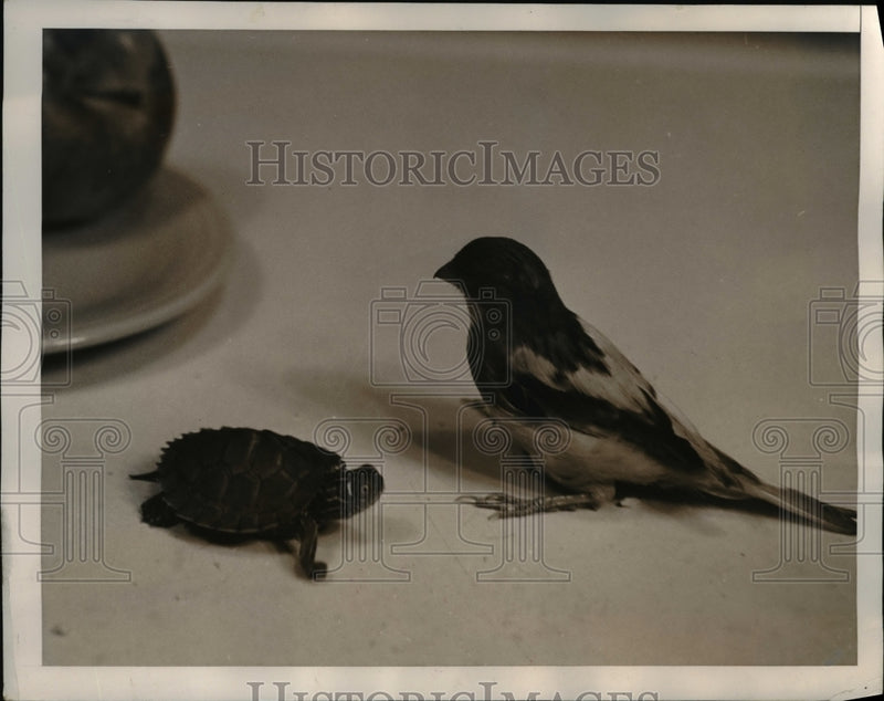 Load image into Gallery viewer, 1940 Press Photo of a turtle named Ludwig and a canary named Francois.
