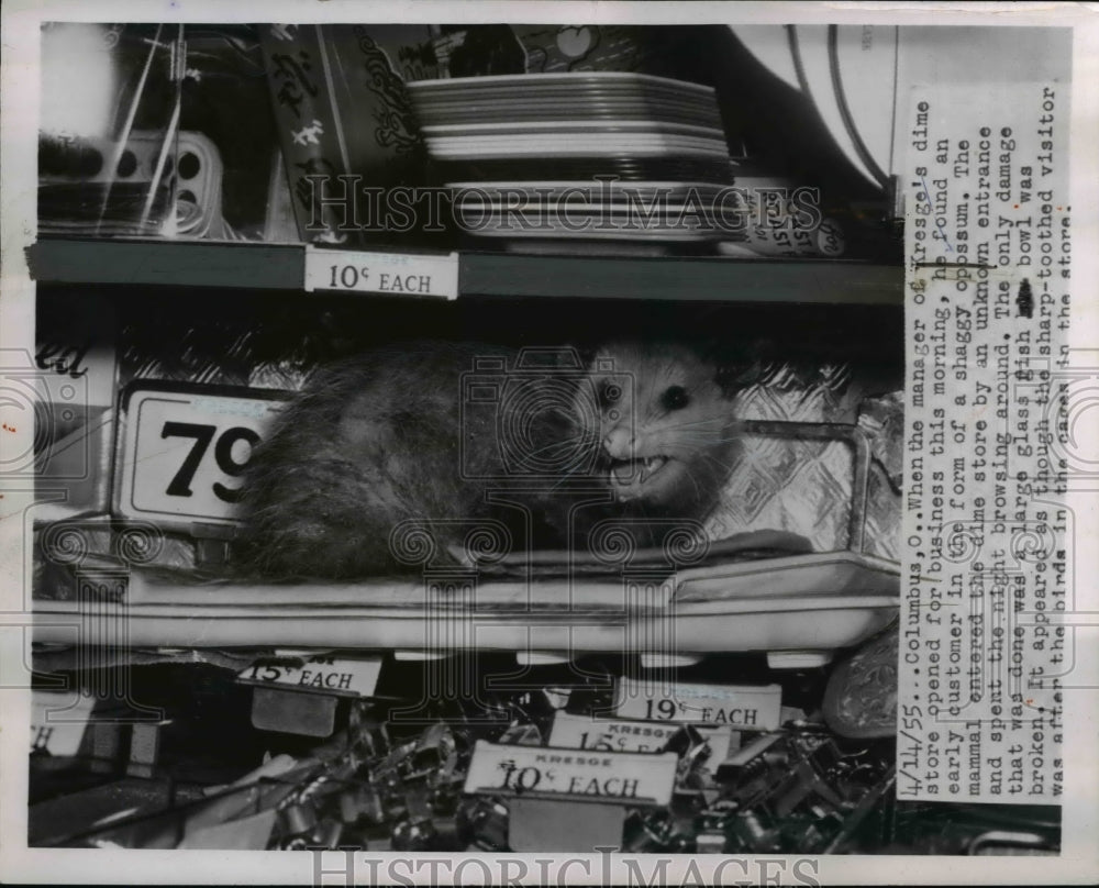 1955 Press Photo Opossum Hiding on Dime Store Shelf, Columbus Ohio - nee45207