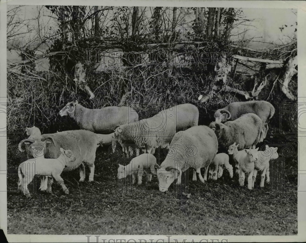 1933 Press Photo Barnstable England sheep's wool - nee45228