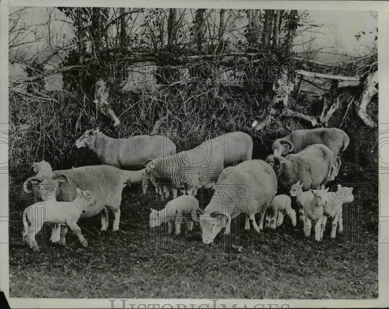 Load image into Gallery viewer, 1933 Press Photo Barnstable England sheep's wool - nee45228
