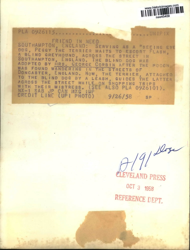 1958 Press Photo Terrier Dog, Owner Escort Blind Greyhound in Street, England