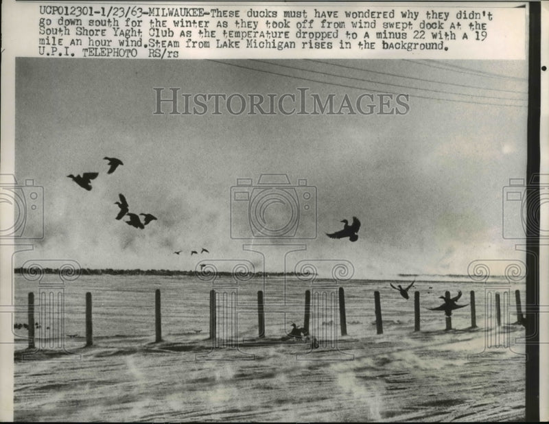 Load image into Gallery viewer, 1943 Press Photo Ducks Take Off From Wind Swept Dock At The Yacht Club
