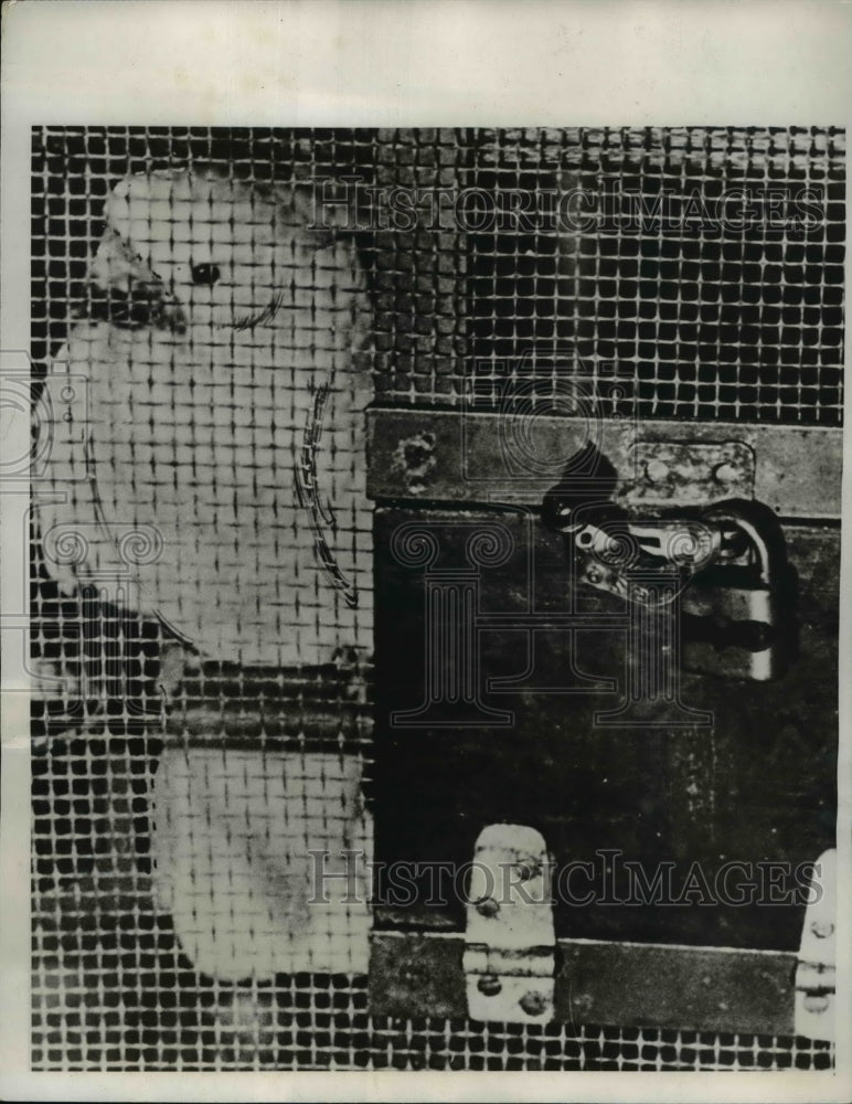 1932 Press Photo Cockatoo Aboard Ship