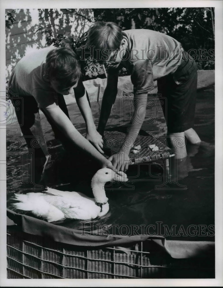 Load image into Gallery viewer, 1968 Press Photo Boys Petting Duck in Swimming Pool - nee45669
