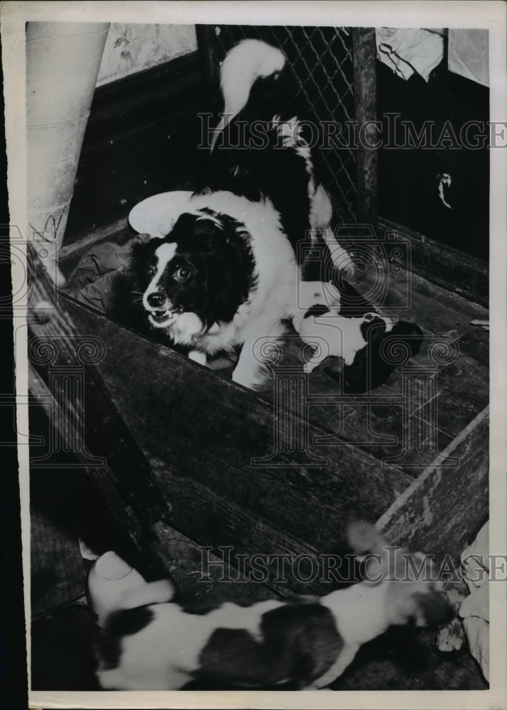 1952 Press Photo Spitz with Puppies Living in Apartment with Mrs. Edna Stone