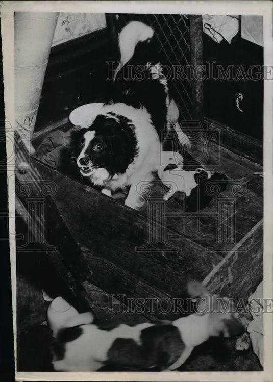 1952 Press Photo Spitz with Puppies Living in Apartment with Mrs. Edna Stone