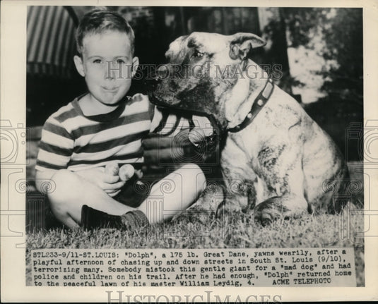 Press Photo St. Louis, Dolph Great Dane Home With William Leydig, After Playing