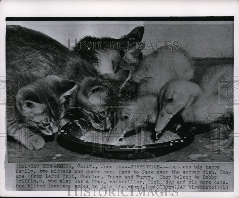 1960 Press Photo of kittens and ducks eating out of the same bowl. - nee47663
