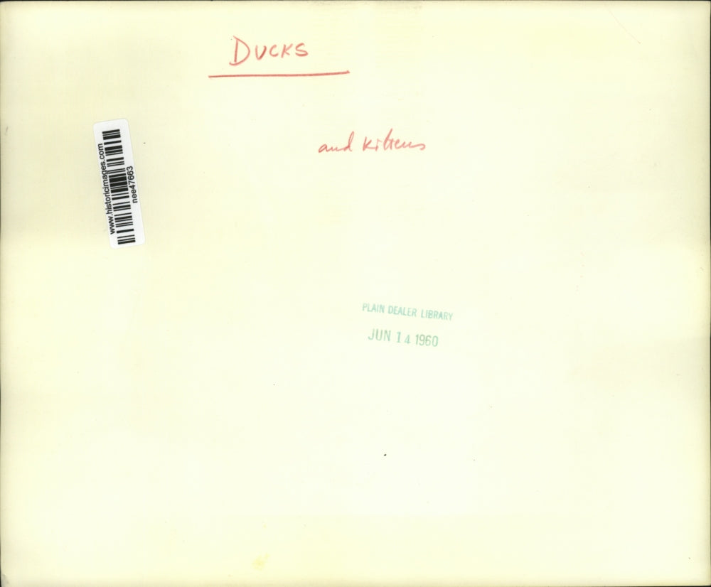 1960 Press Photo of kittens and ducks eating out of the same bowl. - nee47663