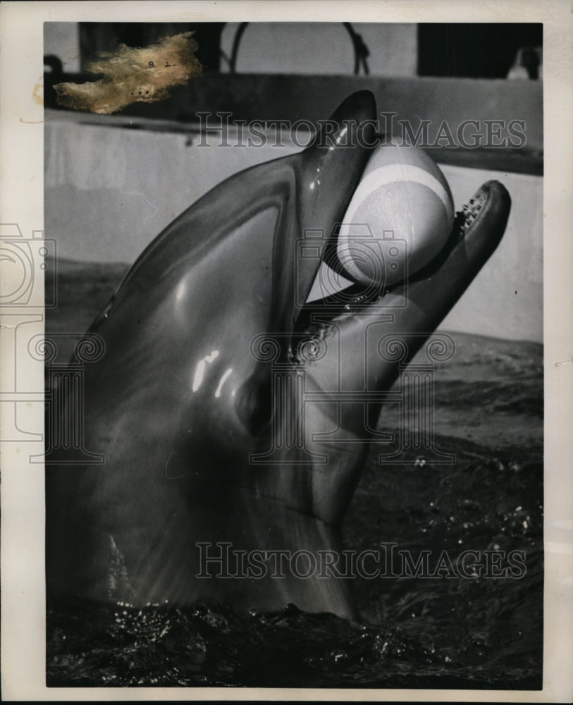 1960 Press Photo Miami Fla Corky the Porpoise qualifies as All American end.- Historic Images