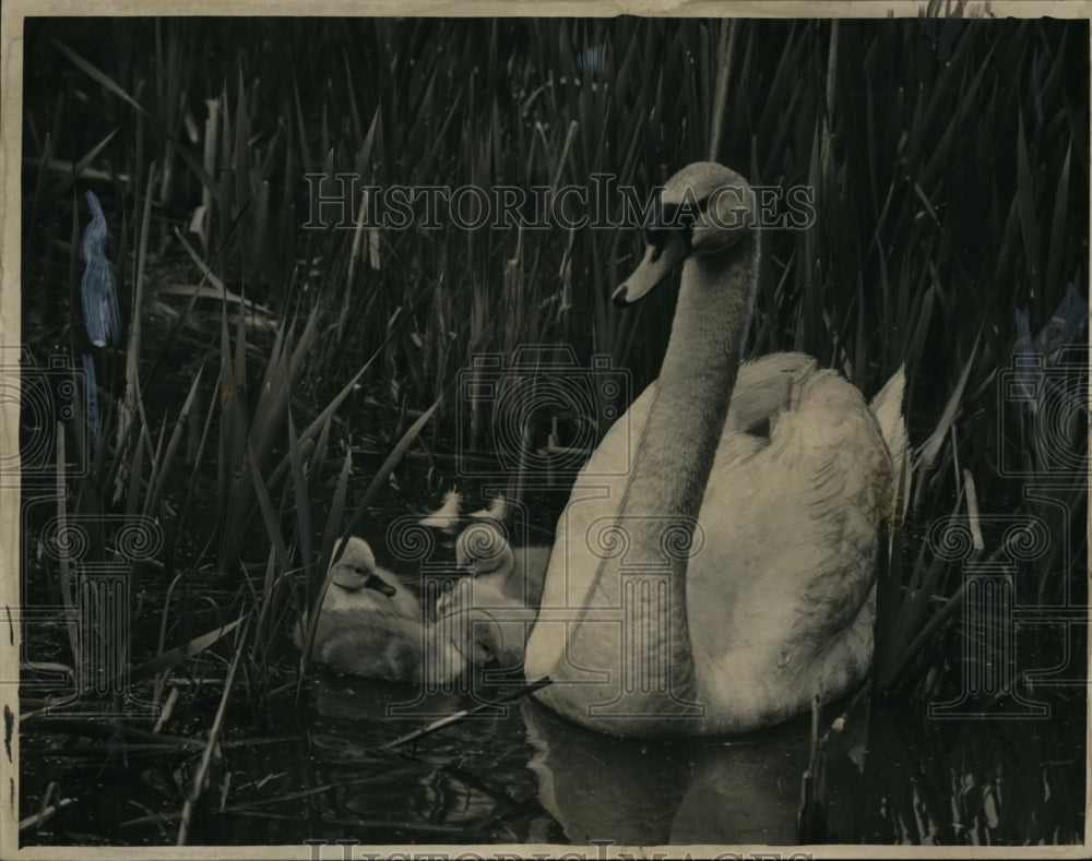 1949 Press Photo Mother swan & cygnets at briar Hill pond - nee49914