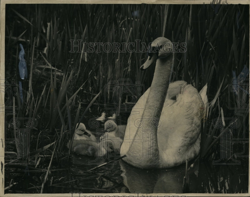 Load image into Gallery viewer, 1949 Press Photo Mother swan &amp; cygnets at briar Hill pond - nee49914
