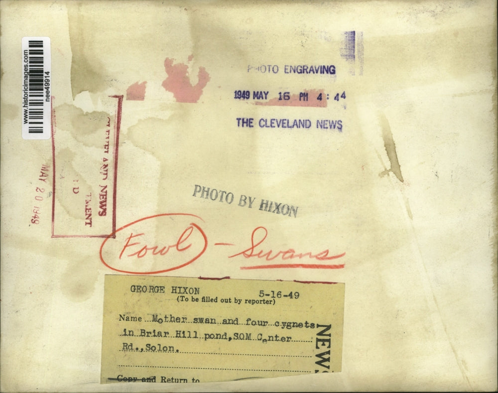 1949 Press Photo Mother swan & cygnets at briar Hill pond - nee49914