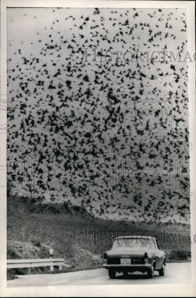 1970 Press Photo Openeim West Germany thousands of migrating starlings.