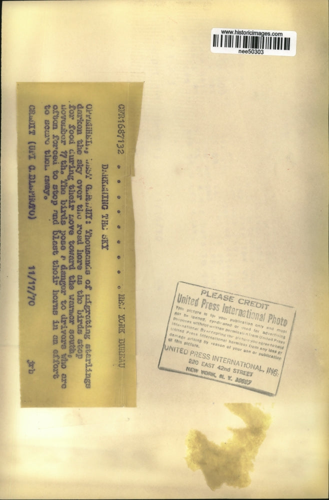 1970 Press Photo Openeim West Germany thousands of migrating starlings.