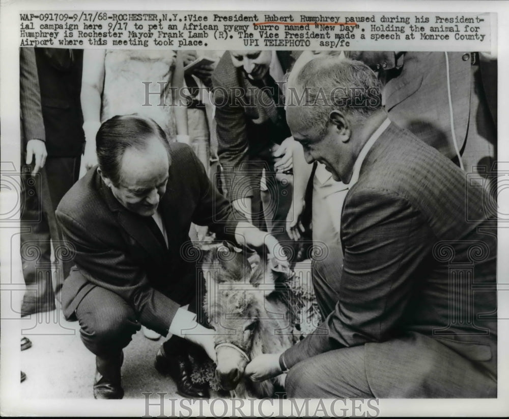 1968 Press Photo Rochester NY Vice President Hubert Humphrey pets pygmy burro.