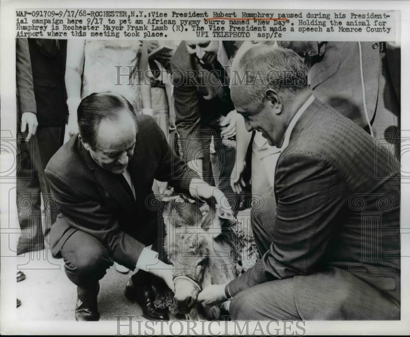 Load image into Gallery viewer, 1968 Press Photo Rochester NY Vice President Hubert Humphrey pets pygmy burro.
