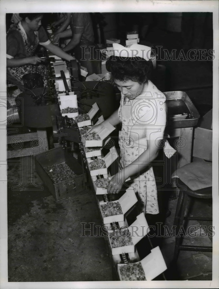 1956 Press Photo Packing for Frozen Foods