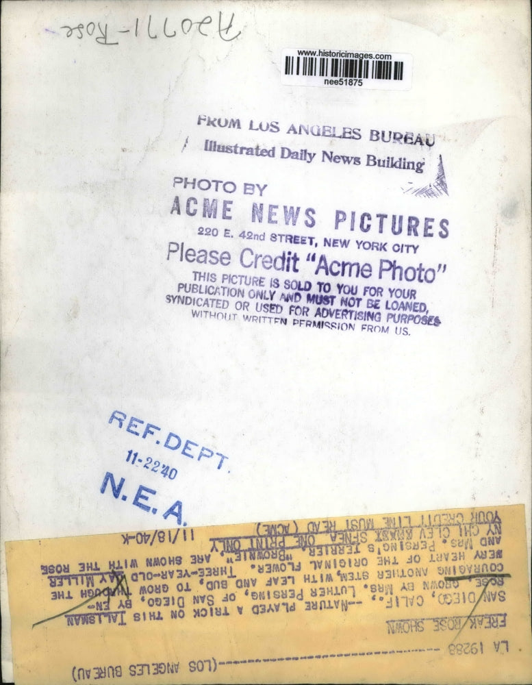 1940 Press Photo Jay Miller holds a Talisman Rose grown by Mrs. Luther Persing.