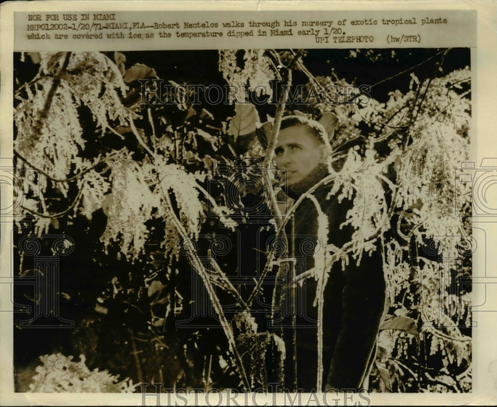 1971 Press Photo Robert Mentelos Walks Through Nursery with Ice on Miami Plants
