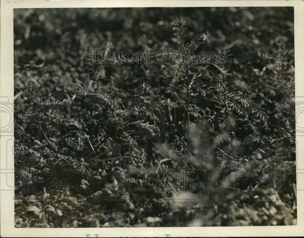 1927 Press Photo Leger's Hillside Seedlings