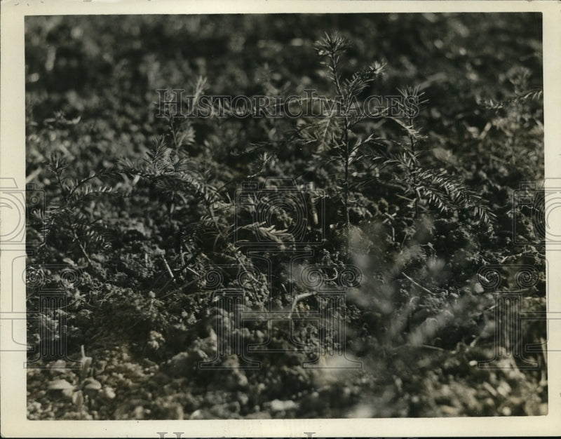 Load image into Gallery viewer, 1927 Press Photo Leger's Hillside Seedlings
