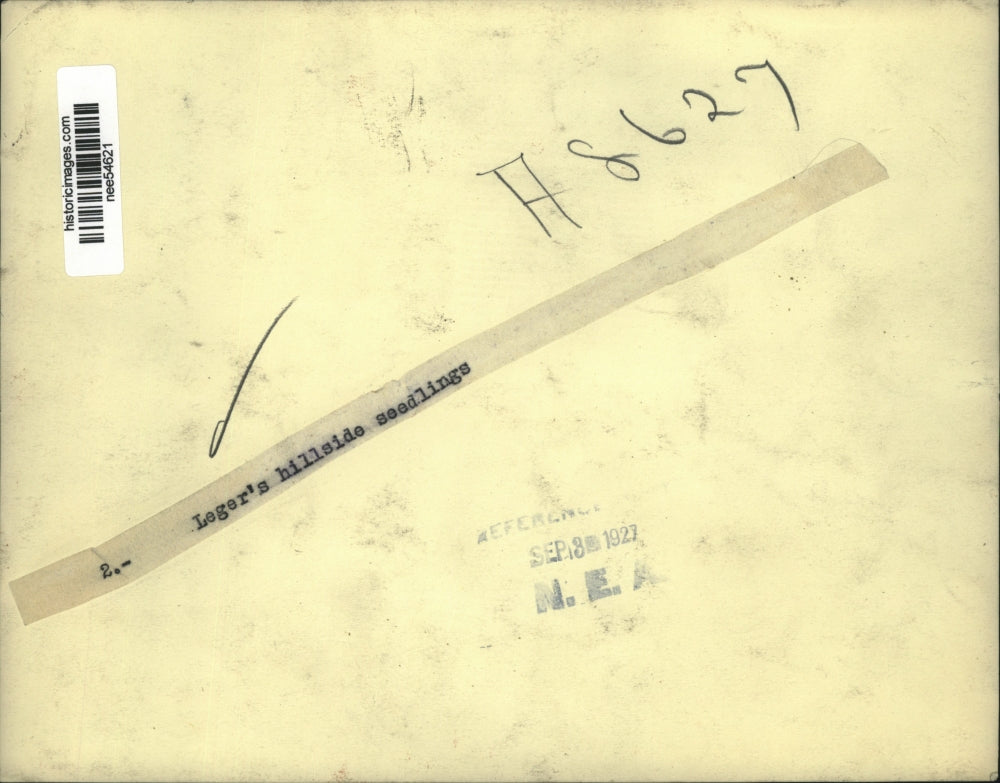 1927 Press Photo Leger's Hillside Seedlings