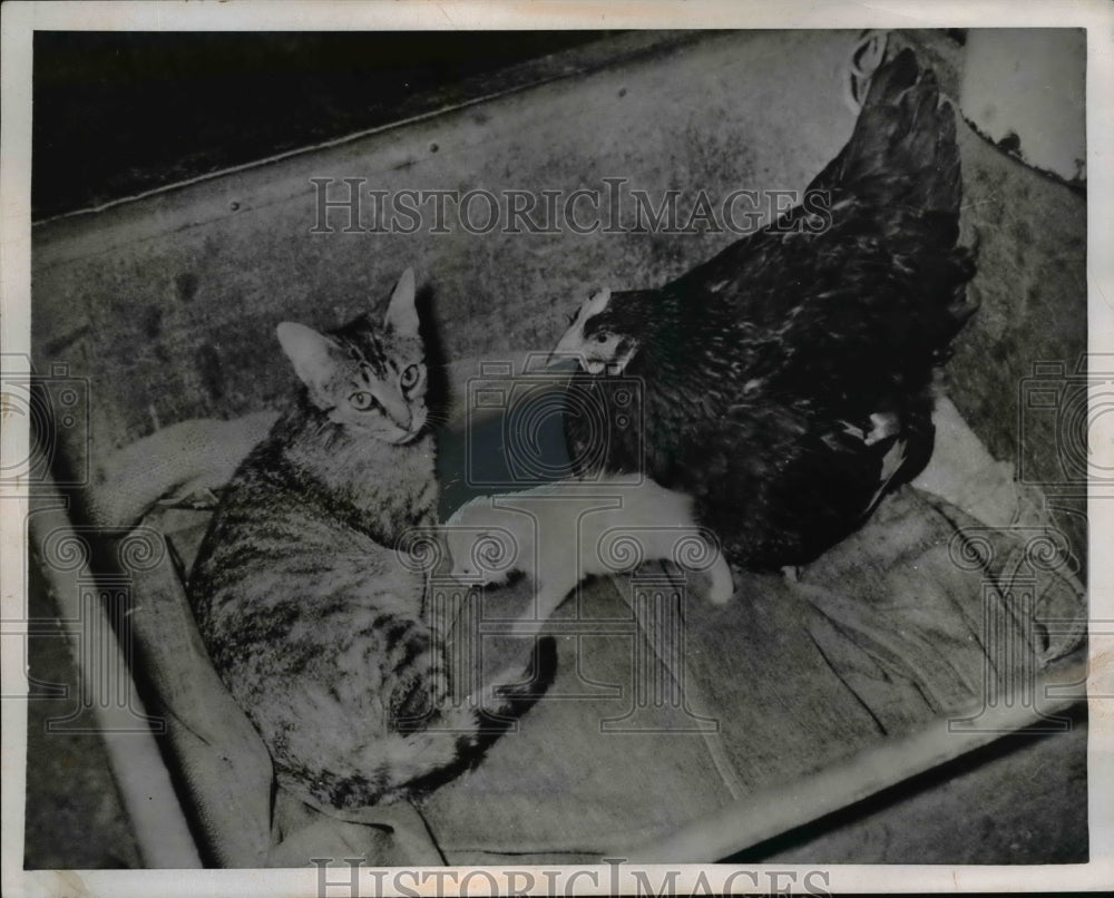 1952 Press Photo Hen Mothering Two Kittens in Horn Lake Mississippi - nee58008