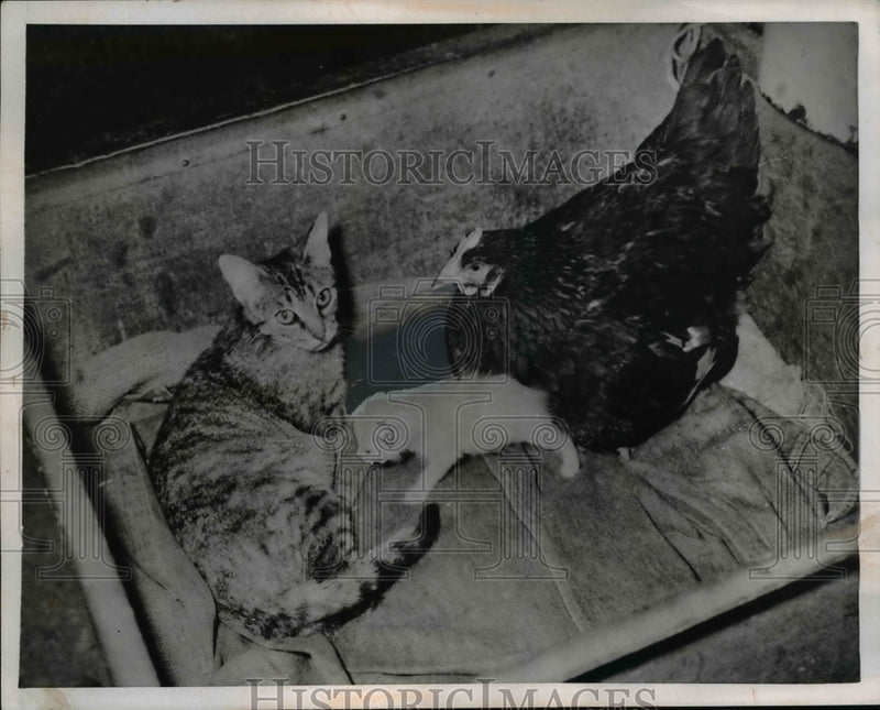Load image into Gallery viewer, 1952 Press Photo Hen Mothering Two Kittens in Horn Lake Mississippi - nee58008
