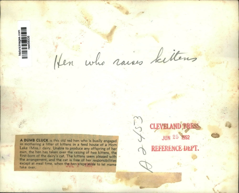 1952 Press Photo Hen Mothering Two Kittens in Horn Lake Mississippi - nee58008