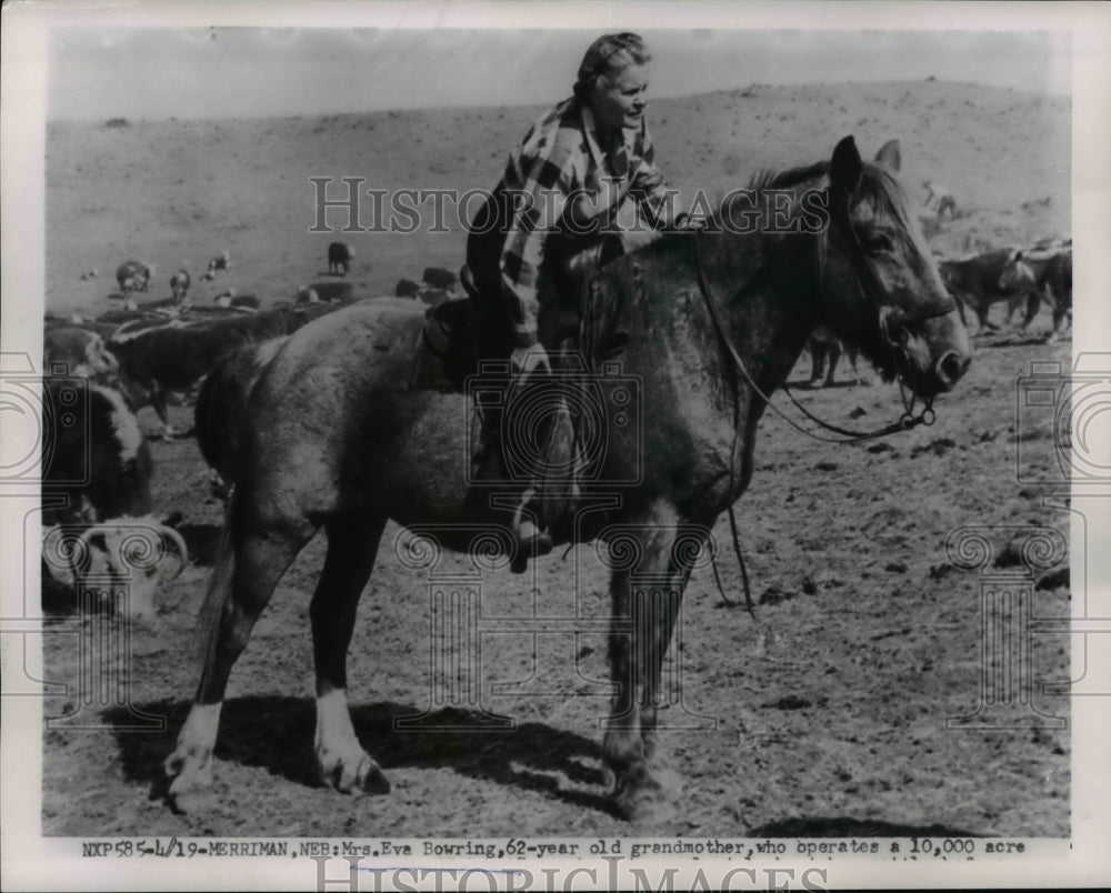 1954 Press Photo Grandmother Eva Bowring Herding Cattle on Horseback - nee61008