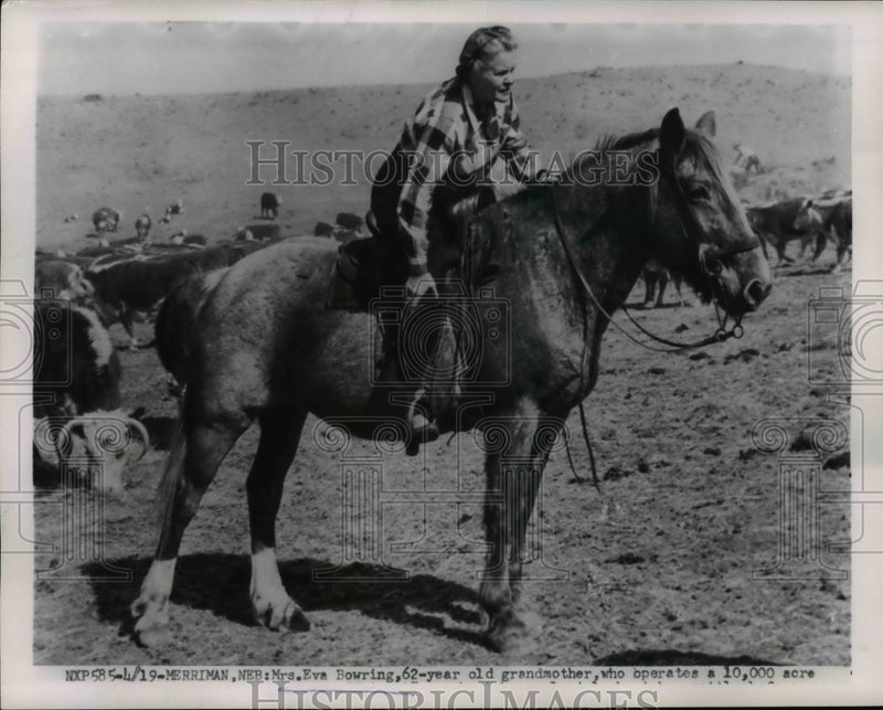 Load image into Gallery viewer, 1954 Press Photo Grandmother Eva Bowring Herding Cattle on Horseback - nee61008
