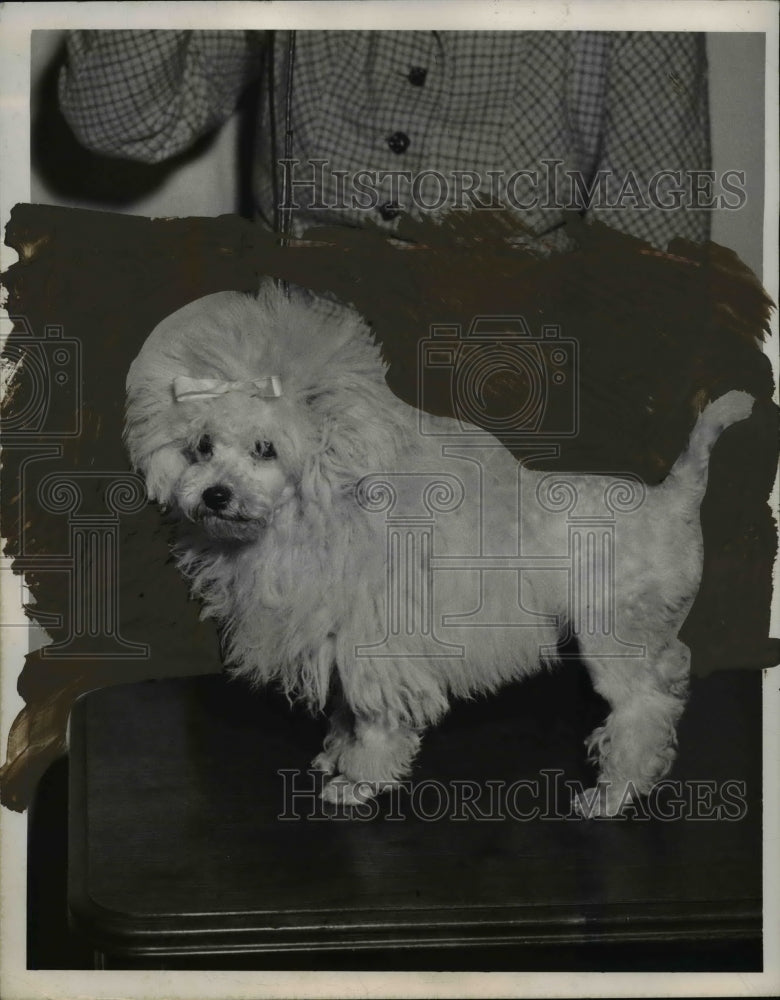 1950 Press Photo Pierre Toy Poodle Owned bu Mrs EC Bloomberg - nee65834